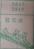 骆驼虫 梦兆图