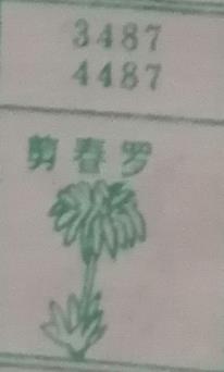 剪春罗 梦兆图