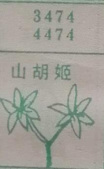 山胡姬 梦兆图
