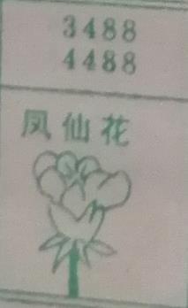 凤仙花 梦兆图