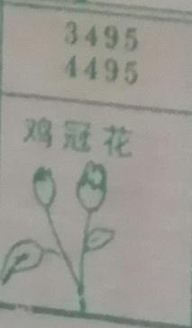 鸡冠花 梦兆图