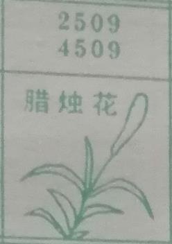 蜡烛花 梦兆图
