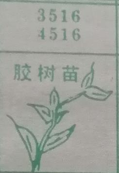 胶树苗 梦兆图