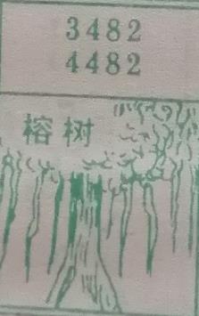 榕树 梦兆图