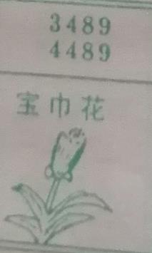 宝巾花 梦兆图
