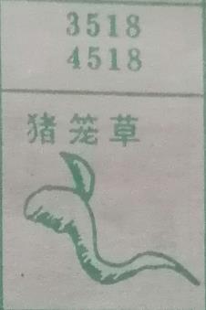 猪笼草 梦兆图