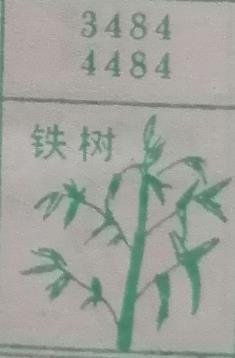 铁树 梦兆图