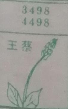 王蔡 梦兆图