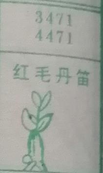 红毛丹苗 梦兆图