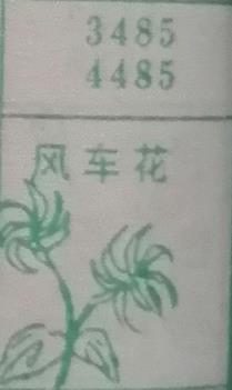 风车花 梦兆图