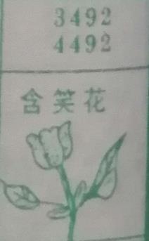 含笑花 梦兆图