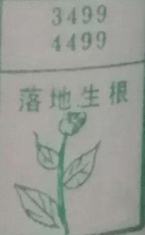 落地生根 梦兆图