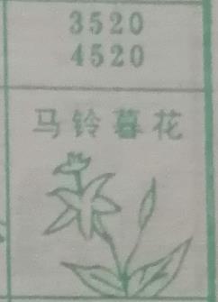马铃薯花 梦兆图