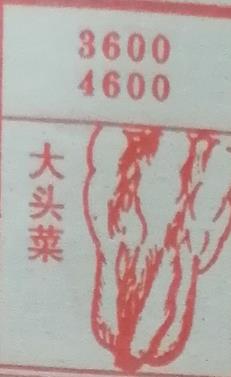 大头菜 梦兆图